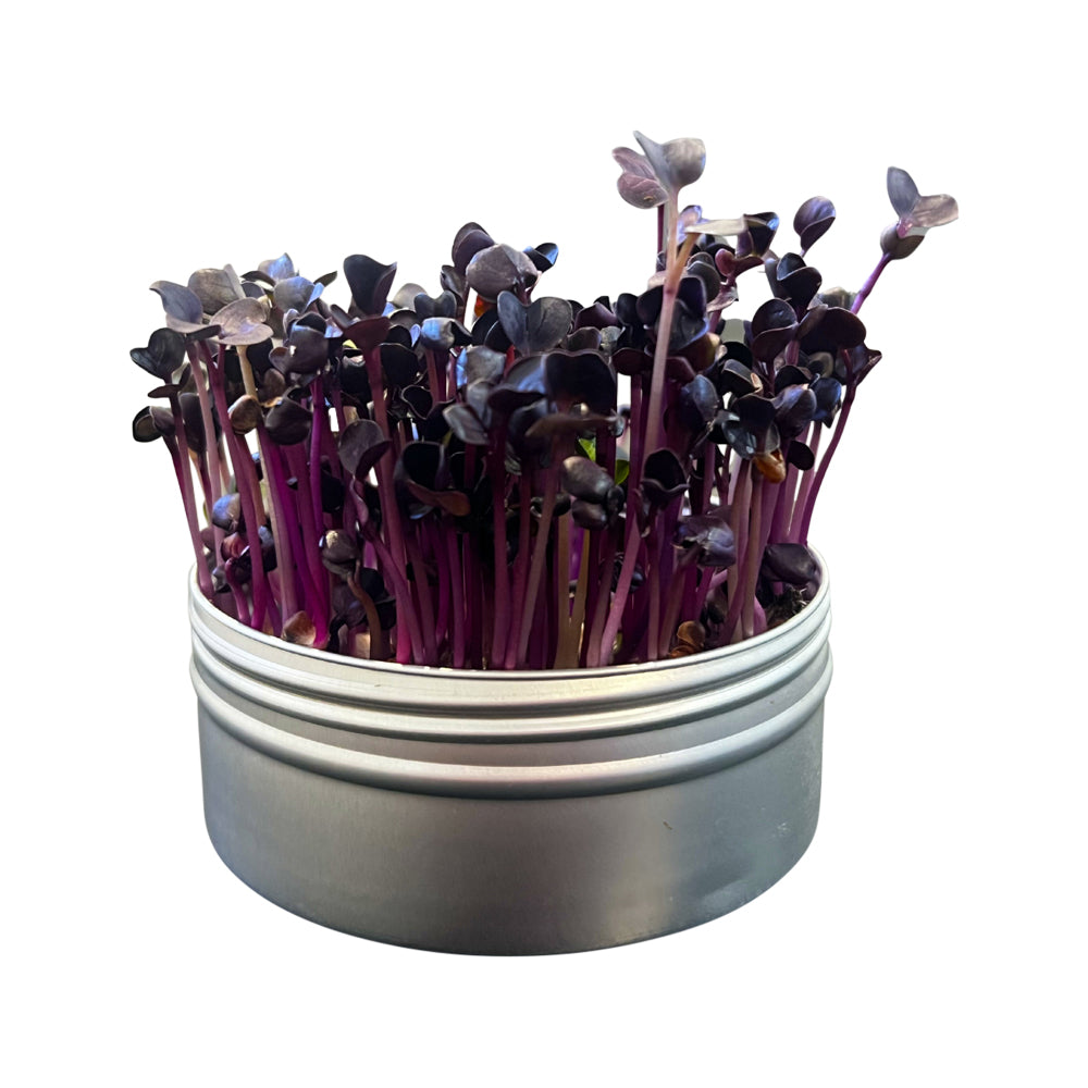 Untamed Health Mini Tini Microgreens Grow Kit Radish